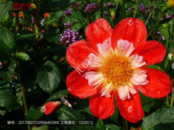 花卉