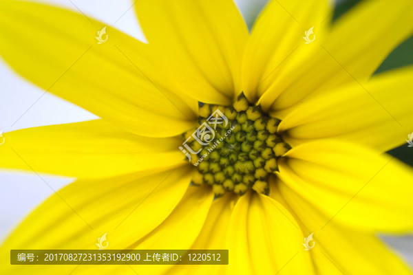 菊芋花