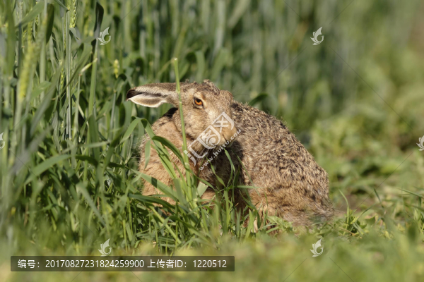 動物