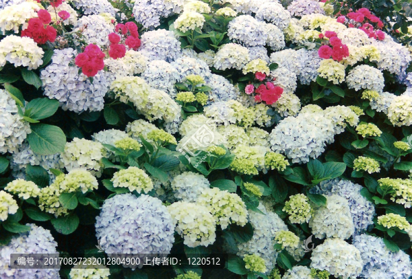 繡球花