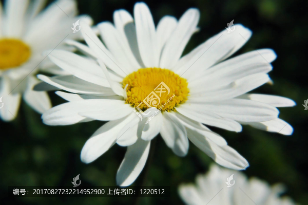 blume01