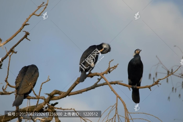 藍色