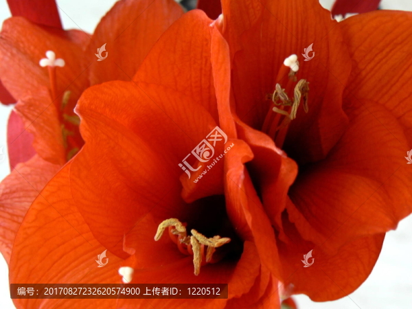 花的力量