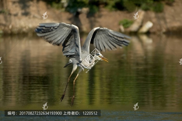 蒼鷺狩獵II
