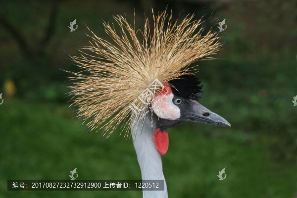 丹頂鶴的畫(huà)像