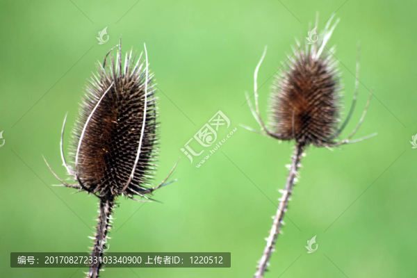 花卉