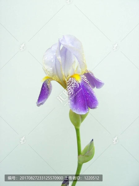 藍(lán)色的