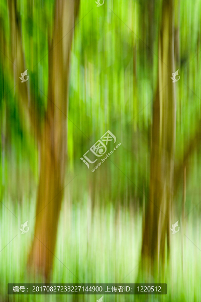 山毛櫸