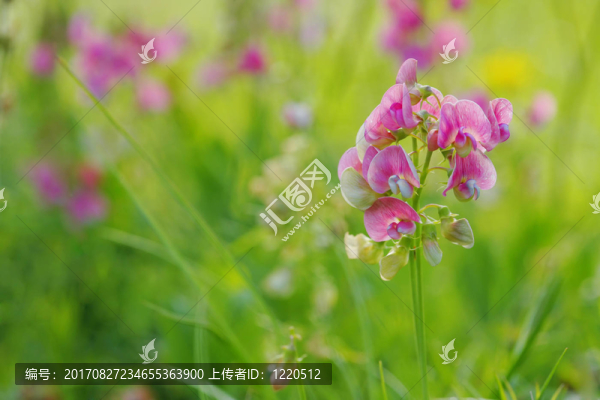 mpressing印象