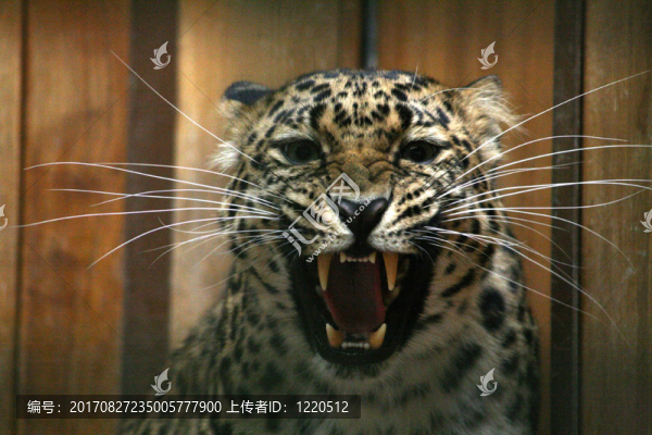 動物
