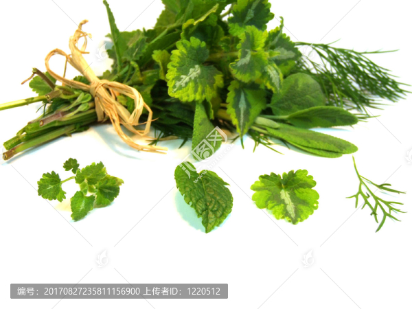 草本植物