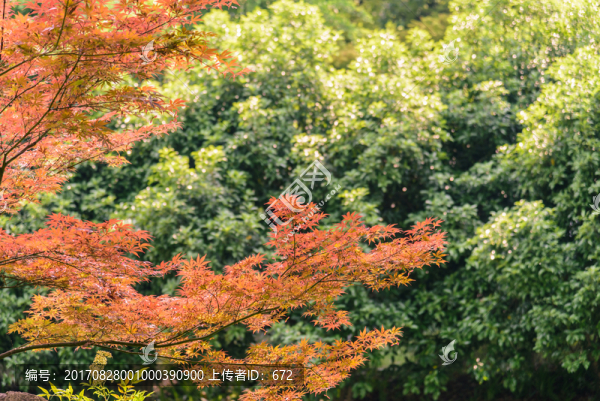 園林風景