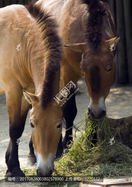 飼料