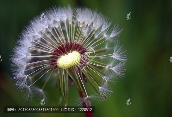 蒲公英