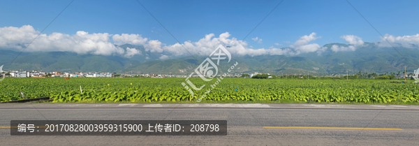 蒼山下的農(nóng)田