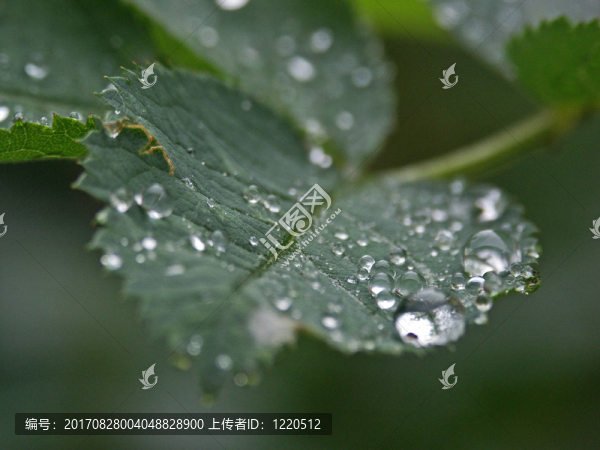 他在雨中