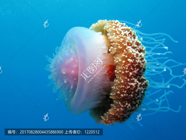 海洋部落