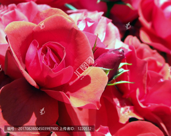 花園