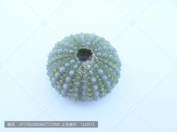 大海u200b,\,u200burchin,06