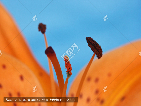 藍色的花