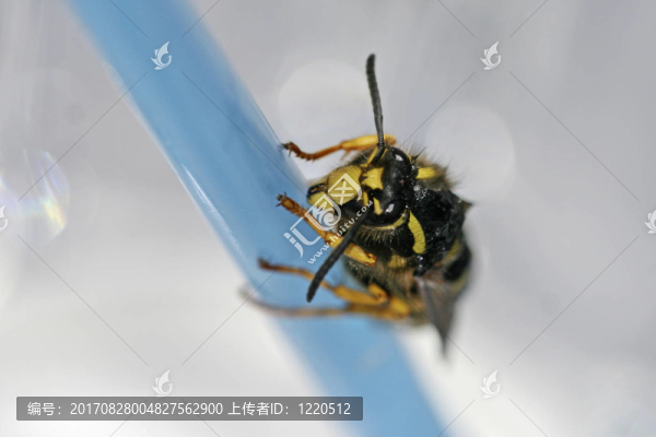 玻璃酒杯