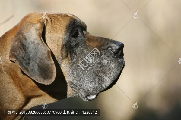 德國牛頭犬頭像