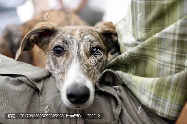 灰狗馬扎爾犬