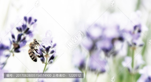 Schlaraffia