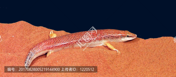 沙漠