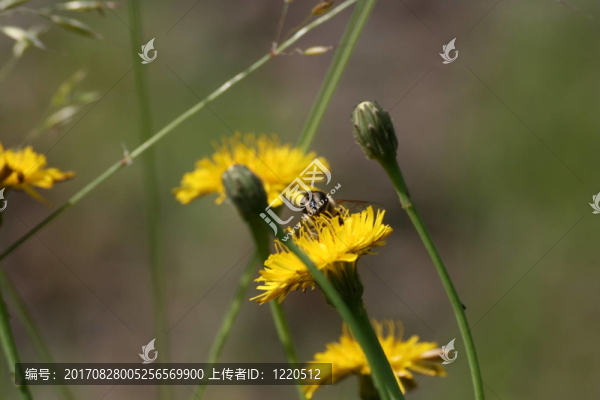 3昆蟲
