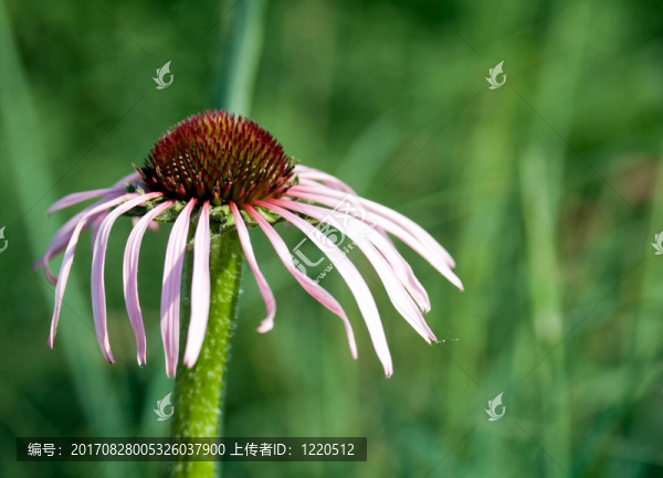 紫錐菊