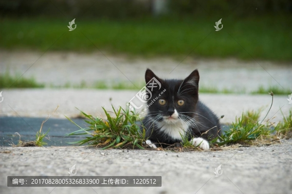 石頭
