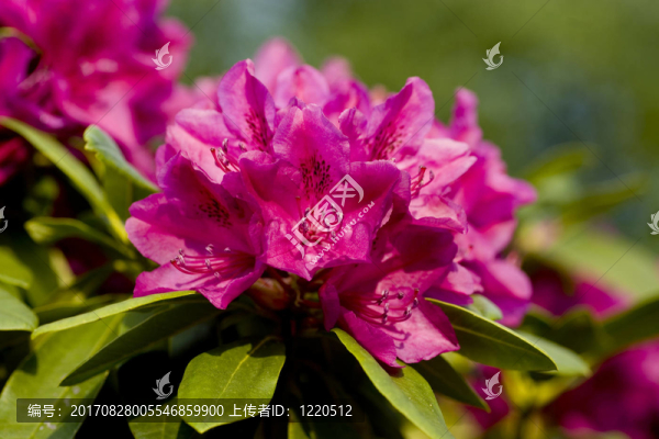 杜鵑花