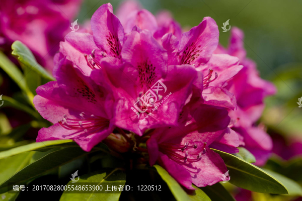 紫rhododendronblueten