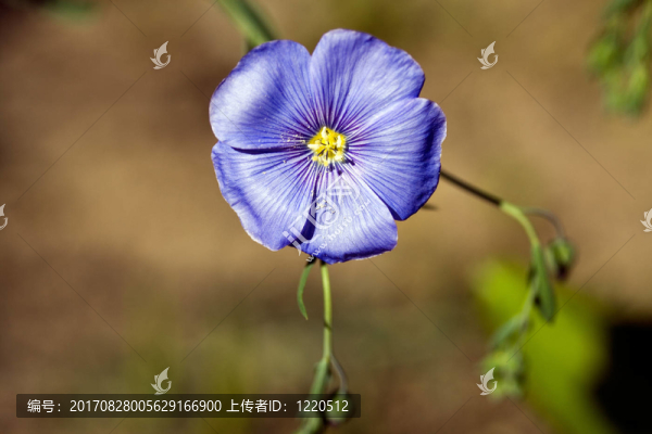 藍(lán)色