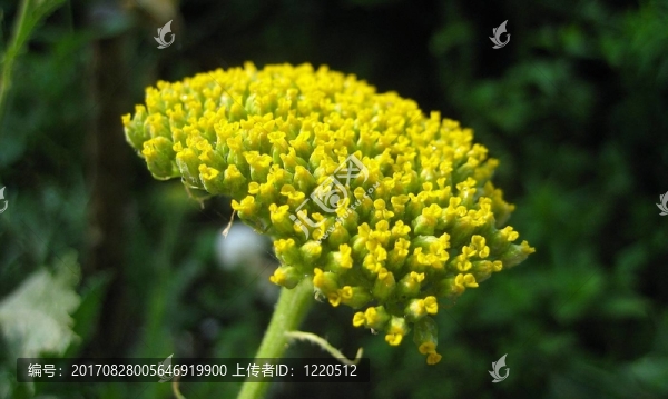西洋蓍草