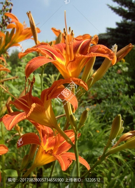 黃花菜01