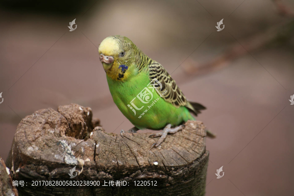 虎皮鸚鵡