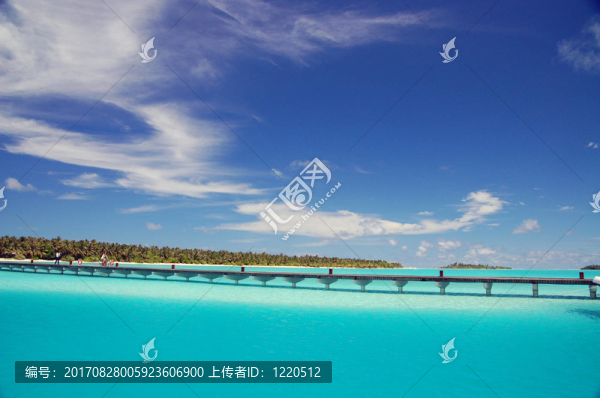 網(wǎng)狀物