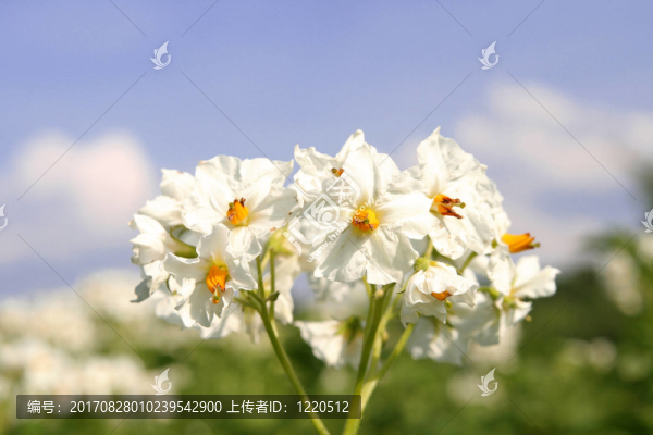 馬鈴薯花