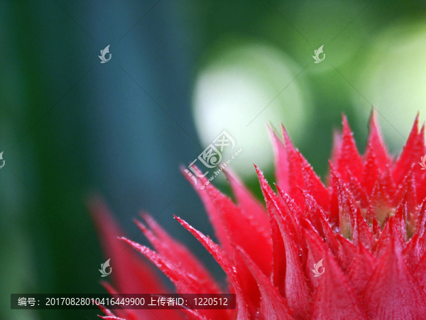 詳細(xì)的菠蘿花
