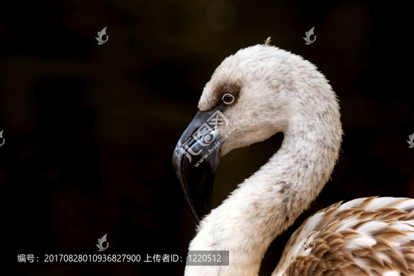 火烈鳥寶寶