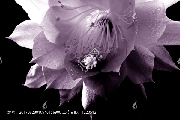 曇花