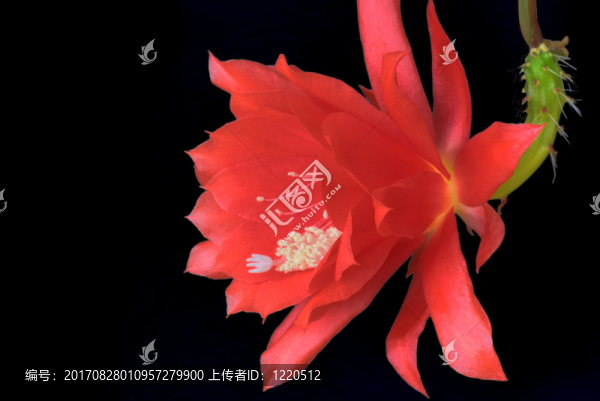 曇花