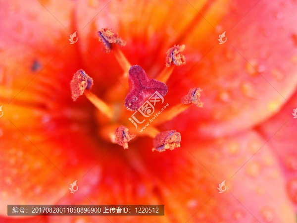 lilienblüTE