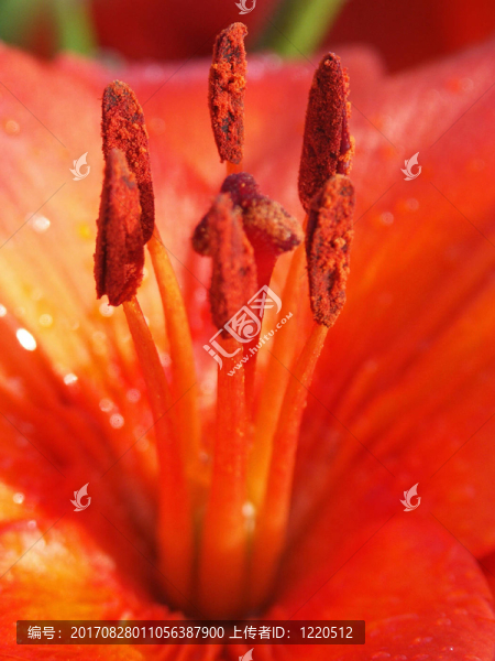 橙花