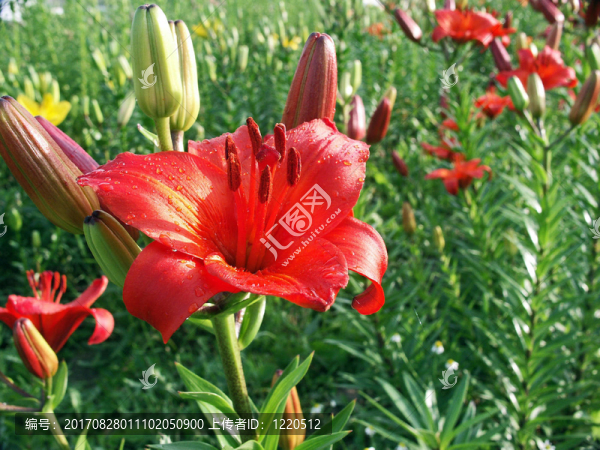 橙花