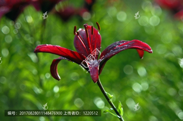 lilienblüTE