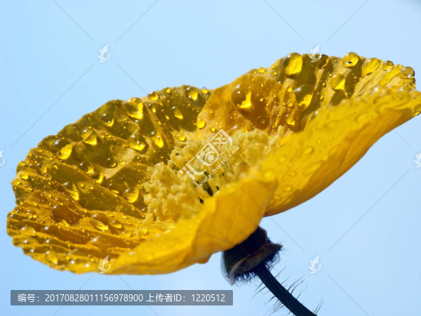 罌粟花伴雨滴
