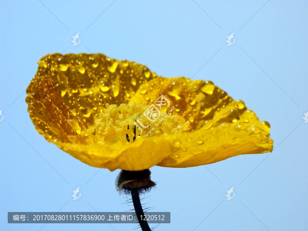 罌粟花伴雨滴